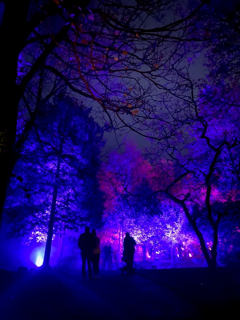 A woodland shrouded in blue lights creates a novel experience for families.