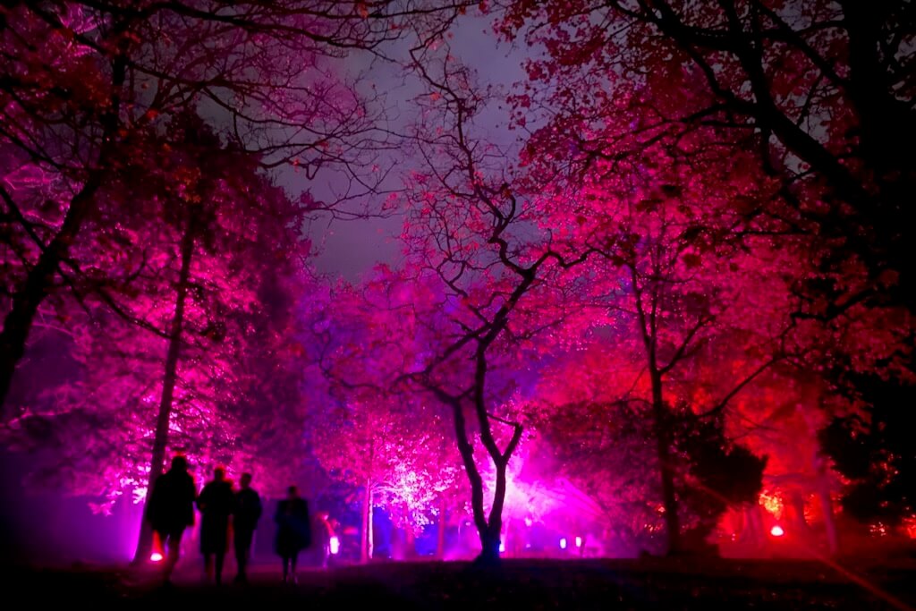 A forest is transformed into a magical wonderland through vibrant spotlights projecting pink and red up into the canopy.